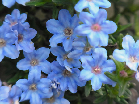 夏山に登った気分青き花
