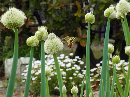 夏の蝶野菜畑にひるがえり