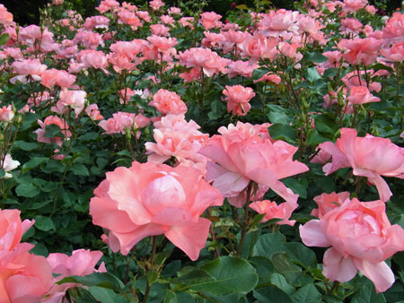 薔薇公園二人で独占その色香