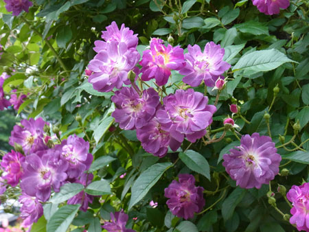 棘(とげ)のなき一樹ありけり薔薇の園