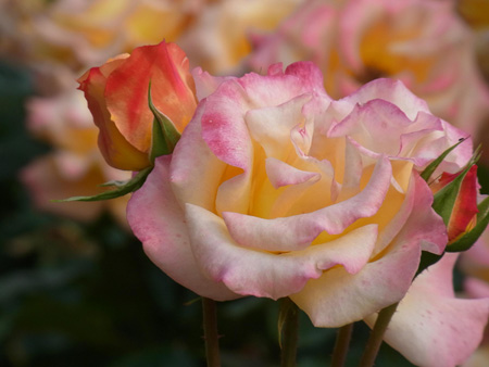 暮れ残る光の中の薔薇の色
