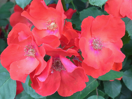 もっと赤くもっと赤くと薔薇咲けり