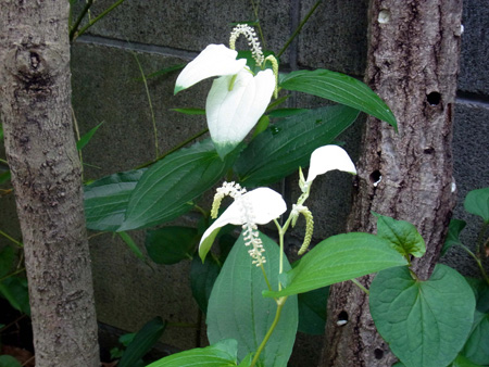 半夏生恥づかしさうな顔をして