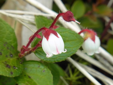 頂上へお花畑に一休み