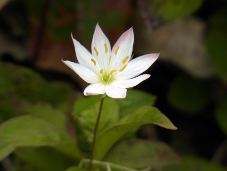 登山道斜めの一路白き花
