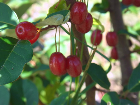 夏茱萸や渋きを食みし日の遥か