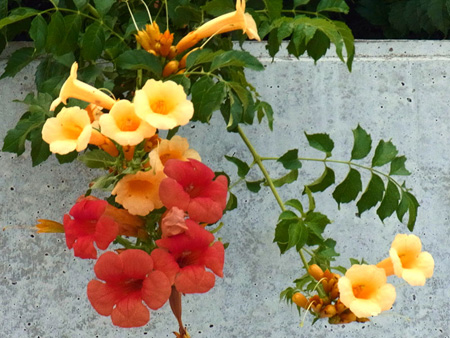 登下校の子らを見守る凌霄花