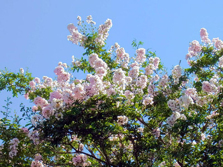 百年を生きたる母や百日紅