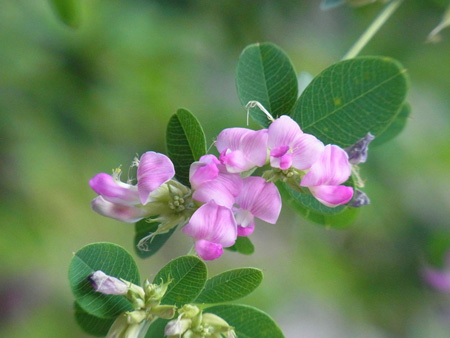 目の前に枝垂れてきたる萩の花