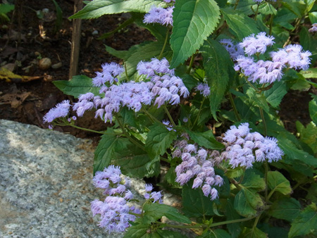 その中に頭花の青き藤袴