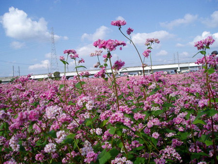 赤蕎麦の花を横切る列車かな