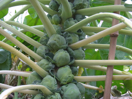 芽キャベツをもぐ手に込める力かな