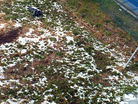 畑一面豹紋となる斑雪