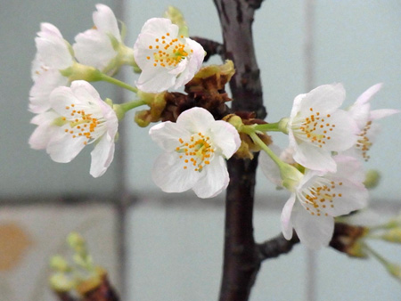 浴室の桜の一枝花盛り