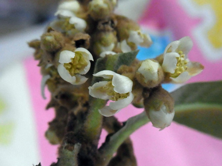 卓上にしみじみと見る枇杷の花