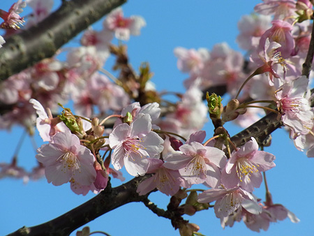 区役所のぐるりを囲む早桜