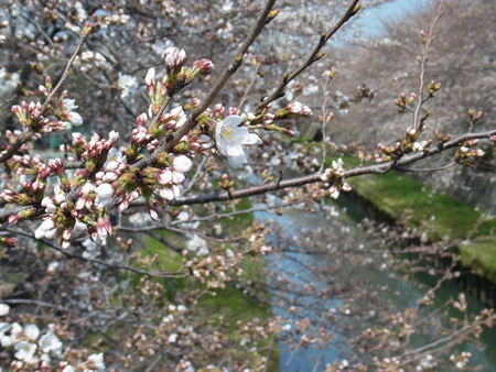 初桜水面に真青(まさを)な空映し