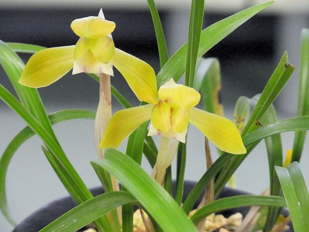 どの花も淡き色して春蘭展