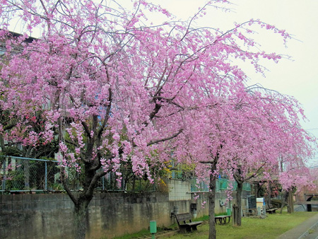 糸桜犬と通ひし散歩道