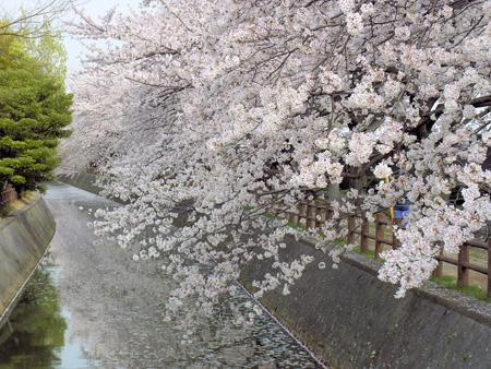 飛花落花ゆっくり埋まる川の面