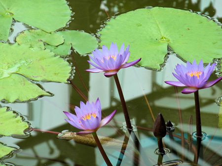 睡蓮の花に始まる夢の国
