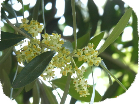 オリーブの花の香の降る舗道かな