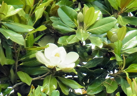 唐崎や泰山木の花ひらく