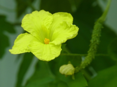 苦瓜の花はひたすら風に揺れ