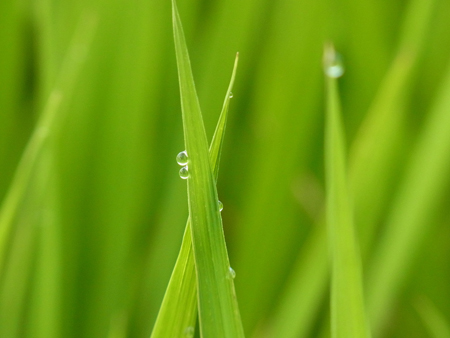 その葉先雫(しずく)を宿す青田かな
