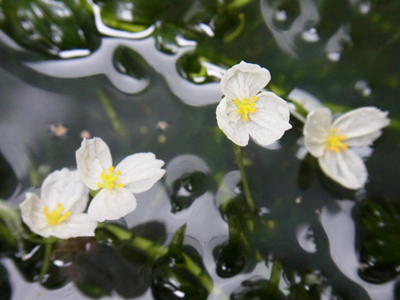 藻の花や白きを綴る水の面