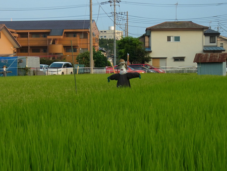 天と地に睨みをきかす案山子翁