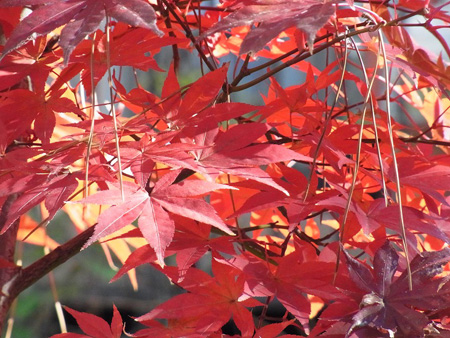 手入れ良き神社の奥の照紅葉
