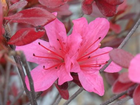 スーパーのまた賑はふや帰り花