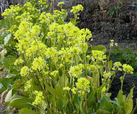 冬の畑菜の花とはまた早きこと
