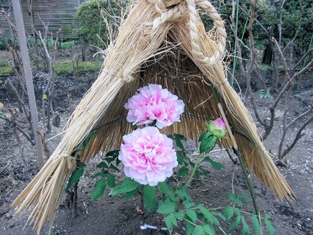 どの花も客に顔向け冬牡丹