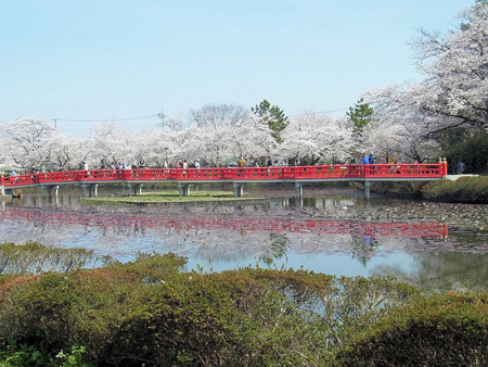 天界の母に見せたや花の雲