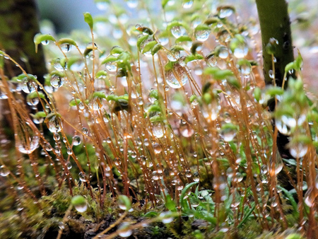 苔の溜めた雫びっしり春の朝