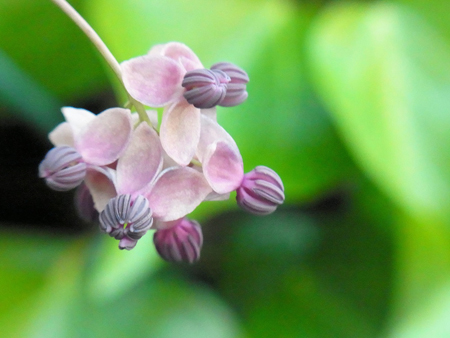 飛び出して通草の花は綺羅(きら)の中