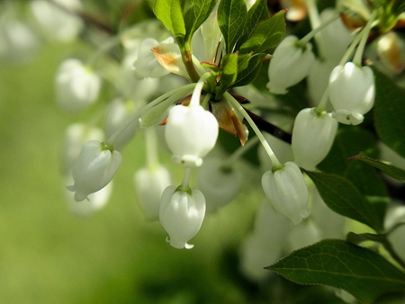 陽をこぼす満天星の花白き壺