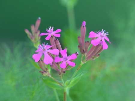 ファインダーの中の緑に花が浮き