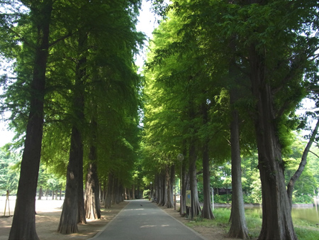 万緑やベンチにこの身染まるまで