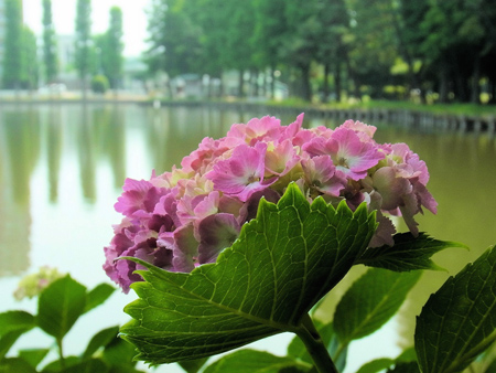 紫陽花や弁天様の化身かも