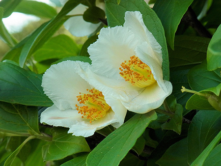 無人家の主(あるじ)待つかに沙羅の花