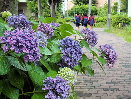 紫陽花や中学生の帰る道