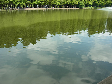 空と木の天地を返す夏の沼