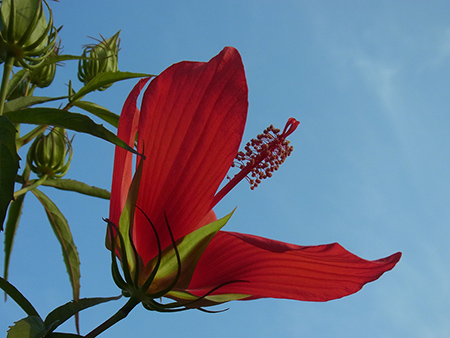 紅蜀葵世界につながる青空に