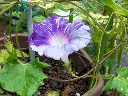 朝顔や母のこだわる色模様