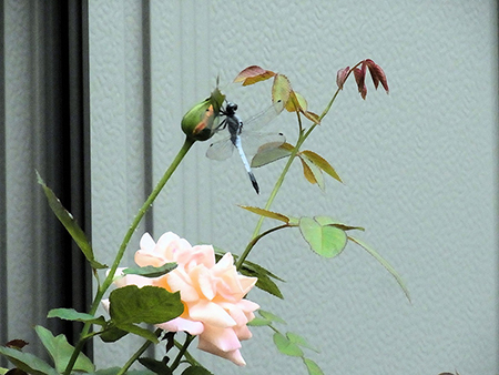 珍客を喜んでいる秋の薔薇