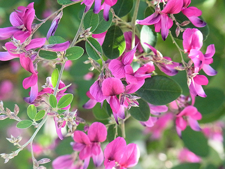 手入れ良き社(やしろ)に枝垂るる萩の花