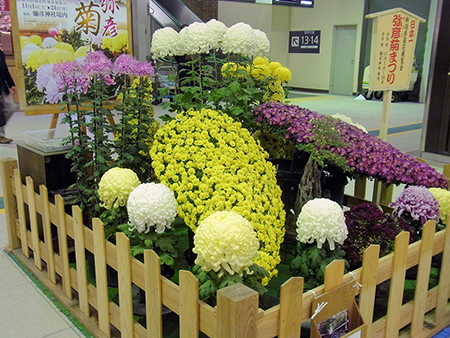 旅人を誘ふ弥彦菊まつり